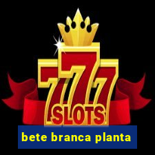 bete branca planta